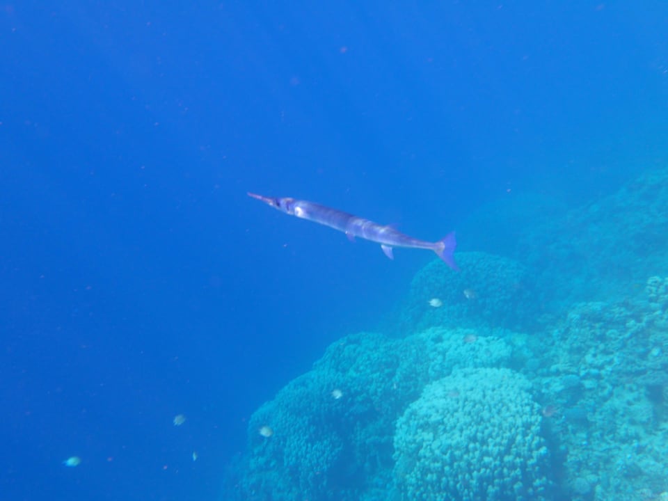 Strand Pickalbatros Palace Resort