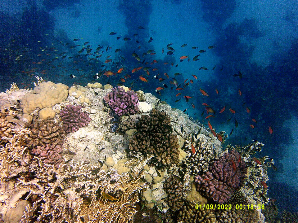 Sport & Freizeit Shams Alam Beach Resort