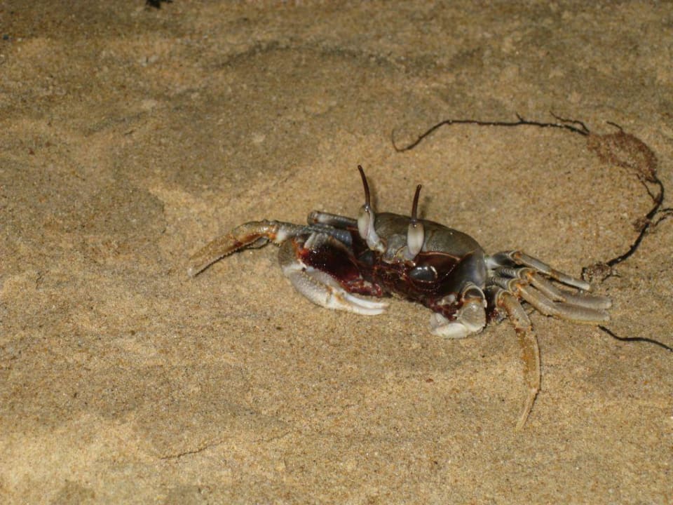 Strandkrabbe bei Nacht Moracea by Khao Lak Resort