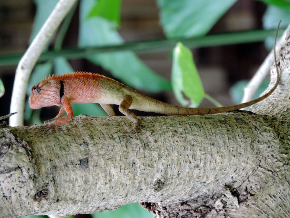 Jaszczurka Hotel Relax Bay Koh Lanta