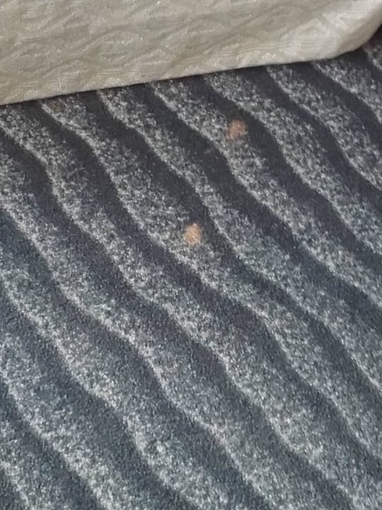 Teppichboden  Wyndham Hotel Stralsund HanseDom