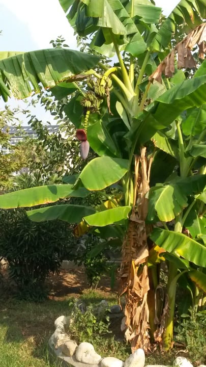 Gartenanlage Önder Yildiz Hotel