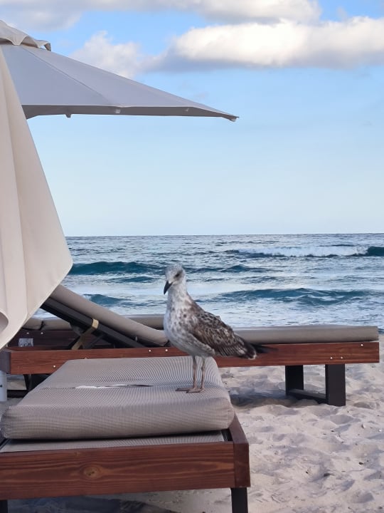 Strand Alexandra Golden Boutique - Adults only