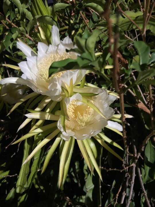 Gartenanlage Bahari Beach Hotel