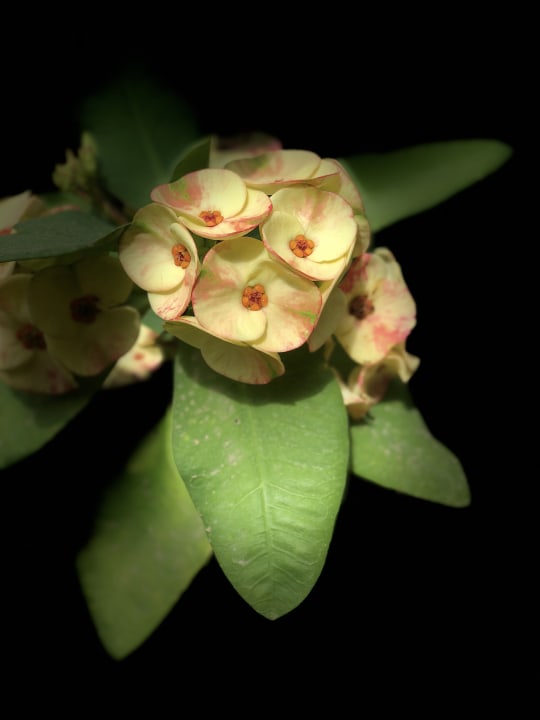 Gartenanlage Lopesan Baobab Resort