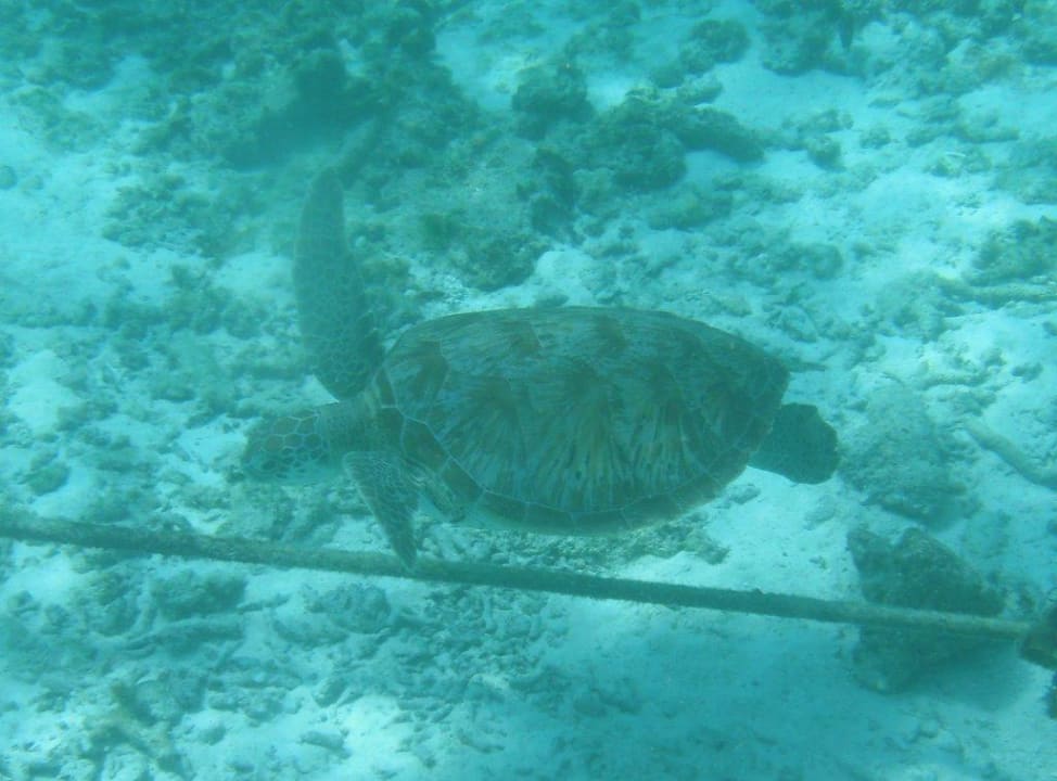 Schildkröte Kuredu Island Resort & Spa