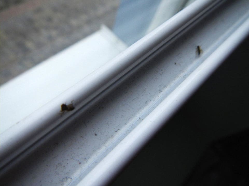 Tote Fliegen am Fenster Precise Resort Hafendorf Rheinsberg