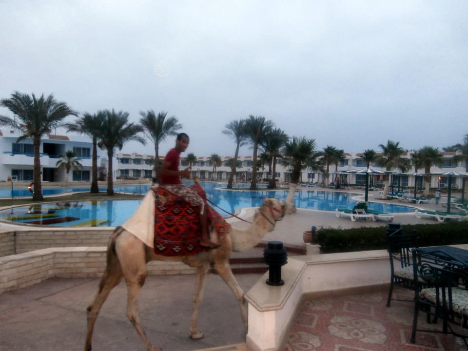 Basen dv Dreams Vacation Resort