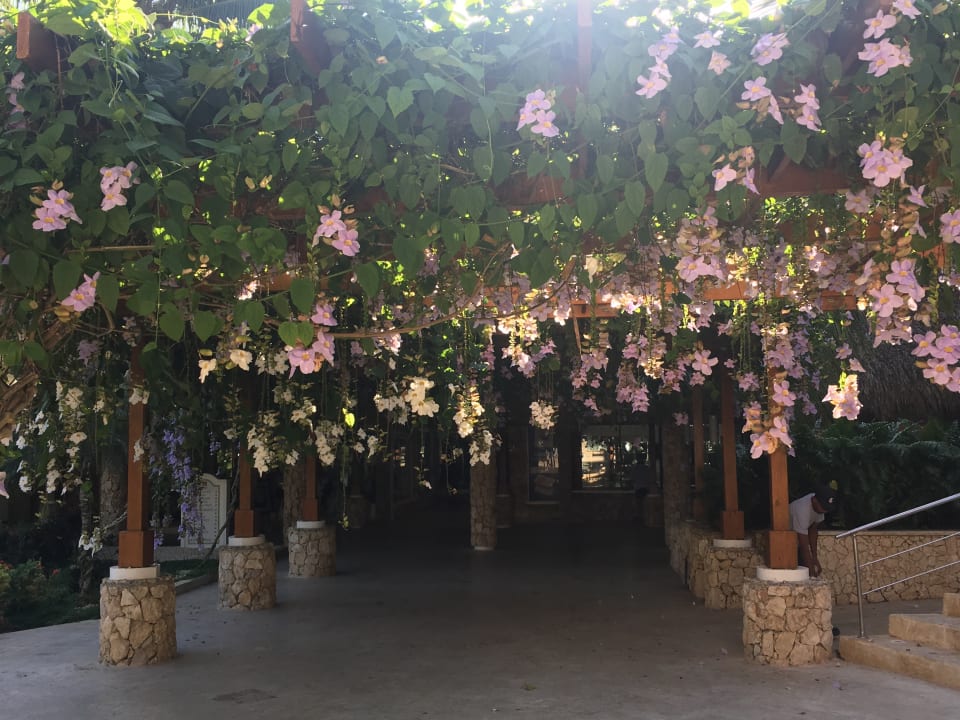 Gartenanlage Hotel Viva Dominicus Beach by Wyndham - All Inclusive Resort