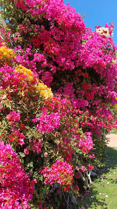 Sonstiges Desert Rose