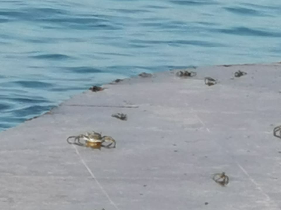 Außenansicht Hotel Viva Dominicus Beach by Wyndham - All Inclusive Resort