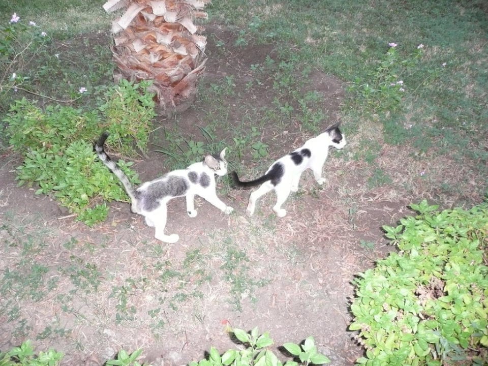 Katze Shams Alam Beach Resort