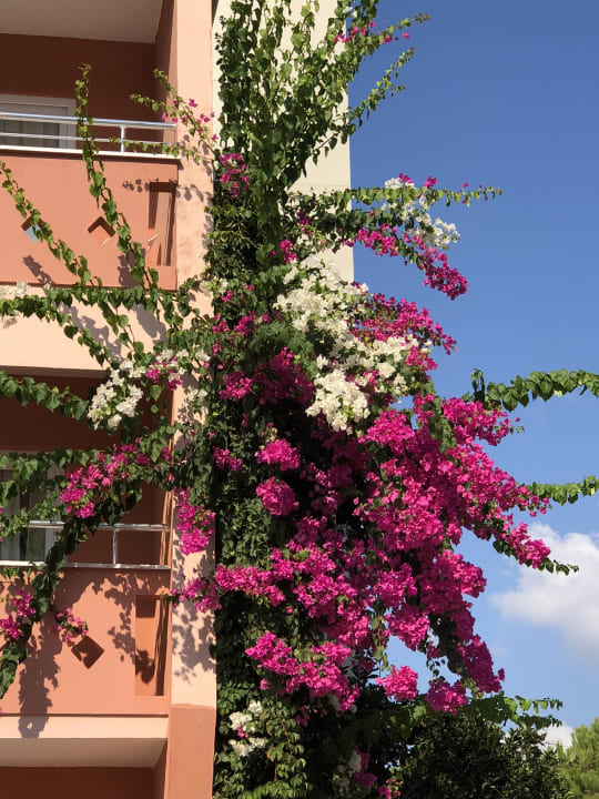 Sonstiges Lonicera Resort & Spa Hotel