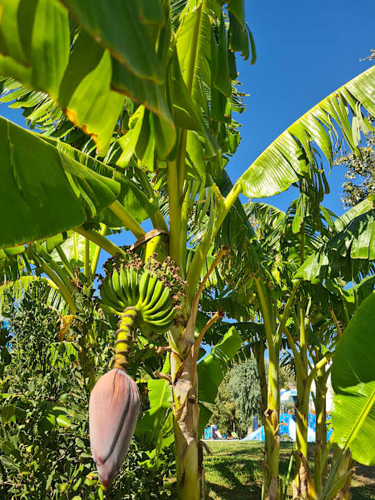 Gartenanlage Hotel Calypso Beach