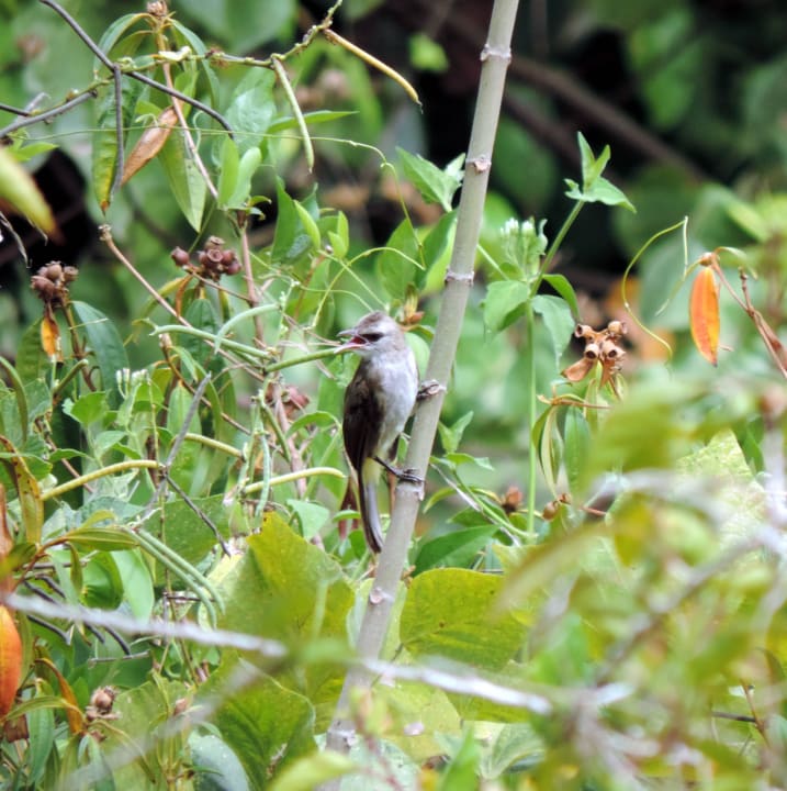 Ptaszek Hotel Relax Bay Koh Lanta