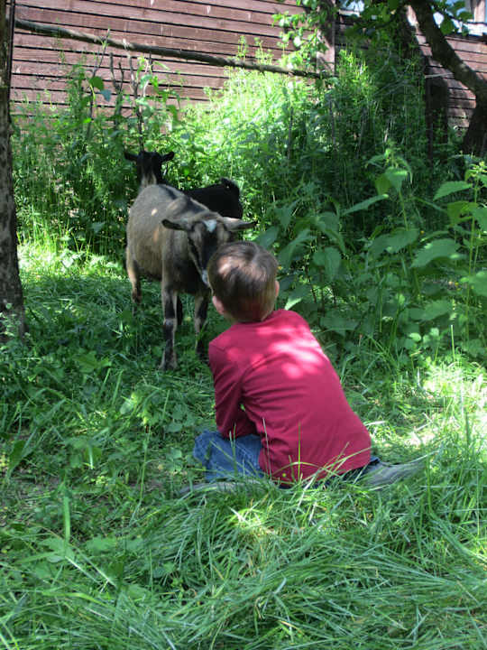 Ziegen Ferienbauernhof Unkel