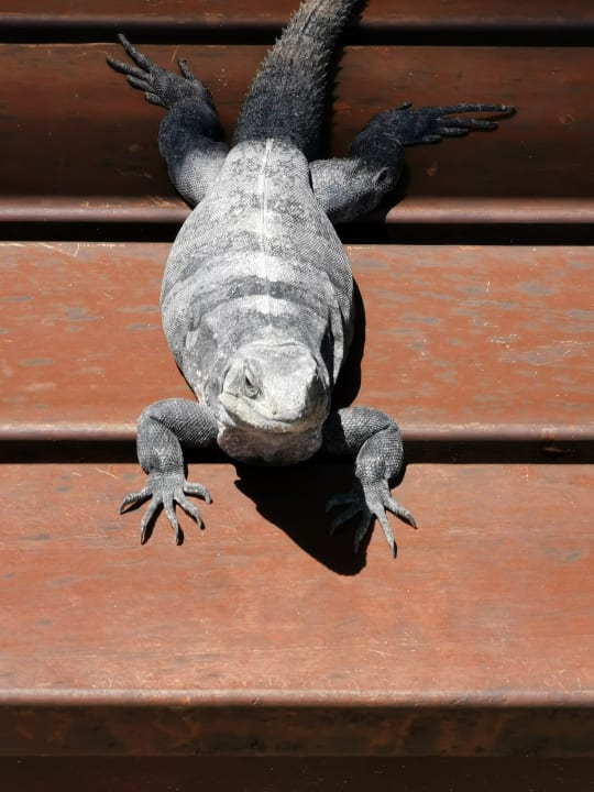 Gartenanlage Akumal Bay Beach & Wellness Resort