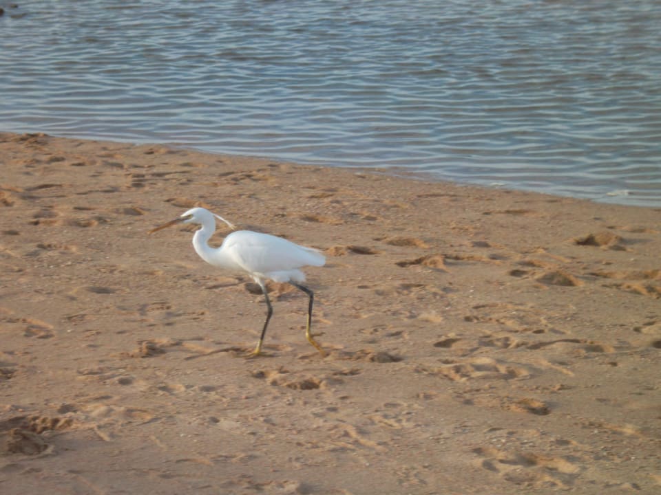 Strandgast Jaz Makadi Oasis Resort