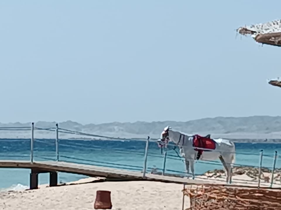 Strand Hotel Gorgonia Beach Resort