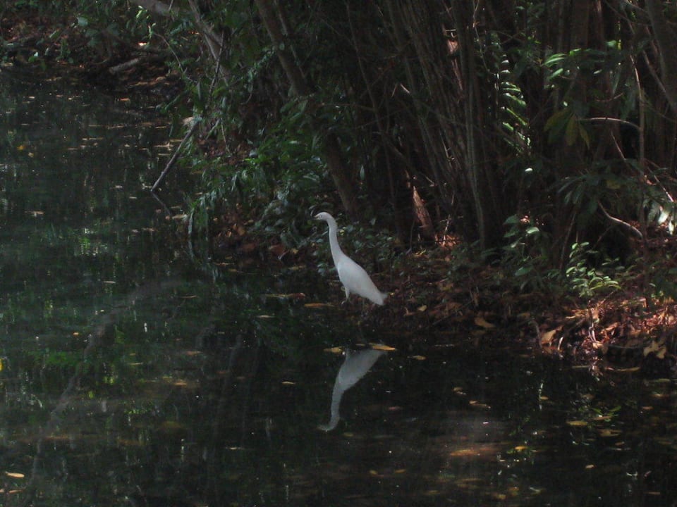 Tierwelt total Sandos Caracol Eco Resort