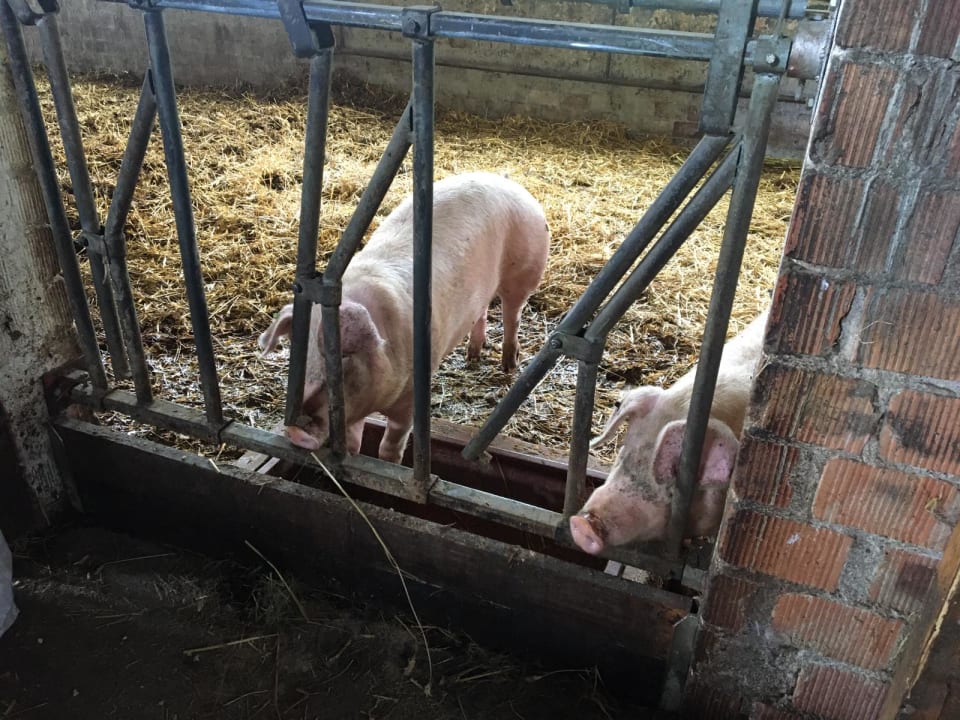 Sonstiges Wiesenberghof