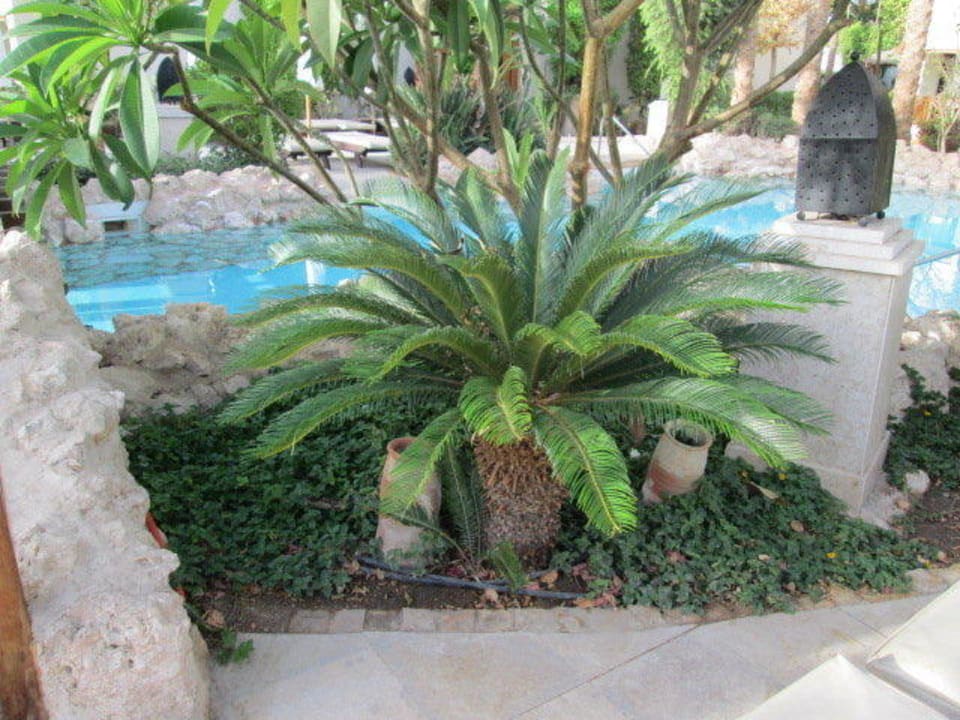 Über all grün Ghazala Gardens