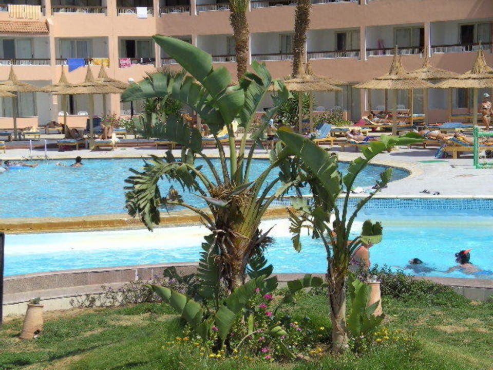 Pool am Hauptgebäude Beach Albatros Resort