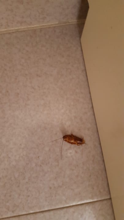 Ungebetene Gäste  Los Olivos Beach Resort