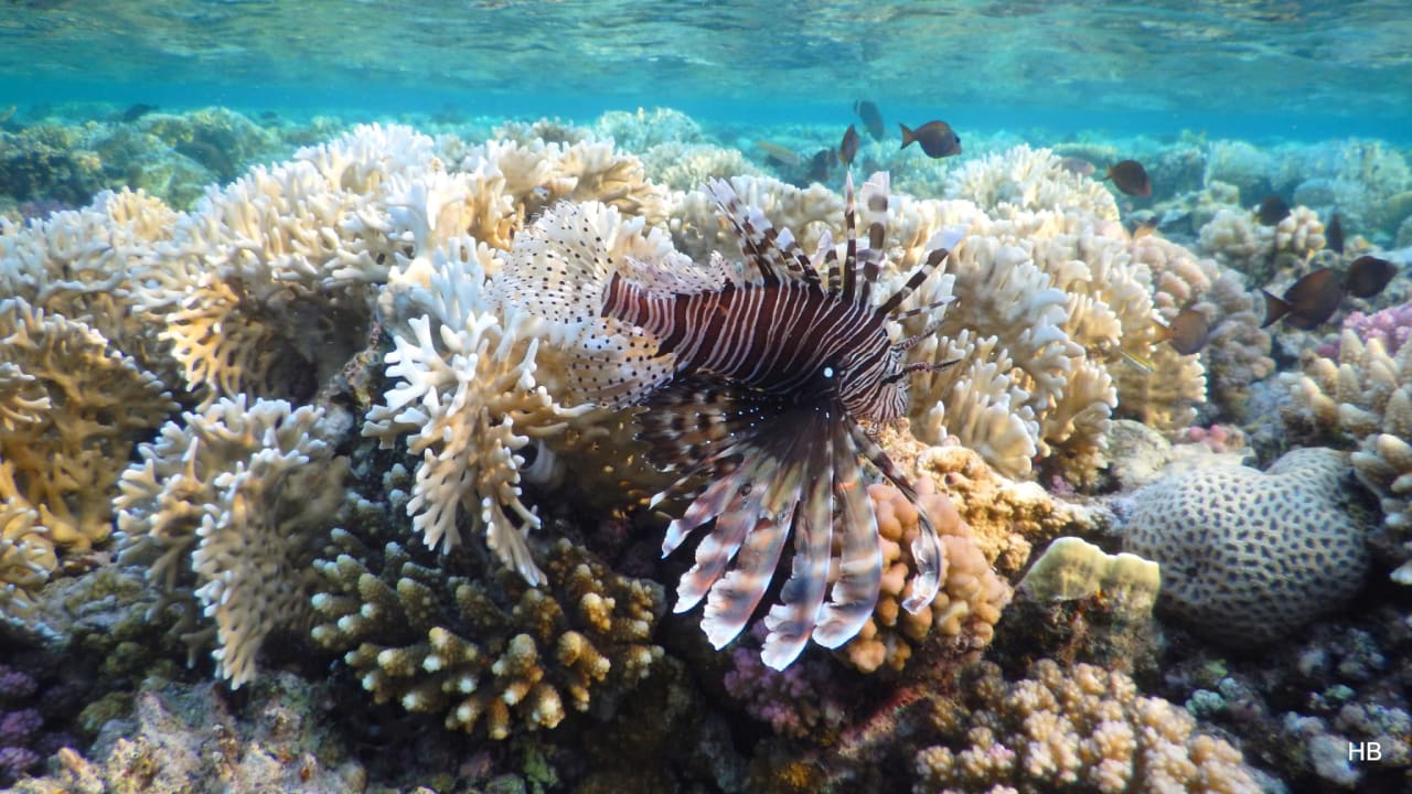 Sport & Freizeit Three Corners Equinox Beach Resort