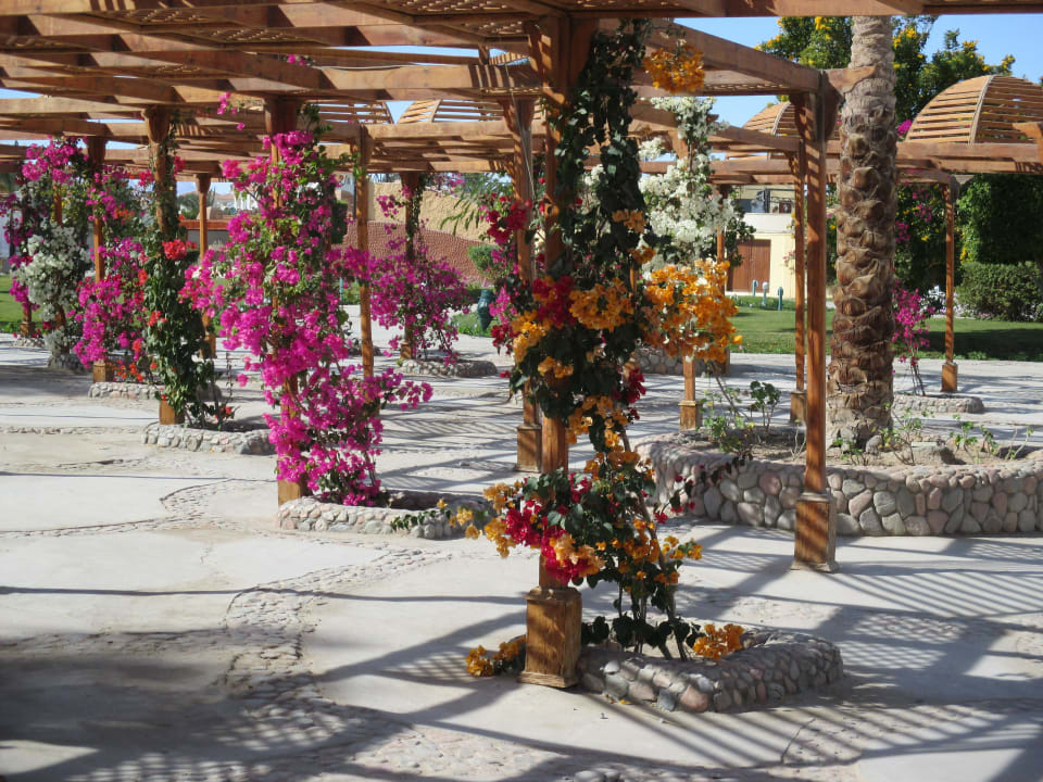 Цветочный лабиринт Desert Rose