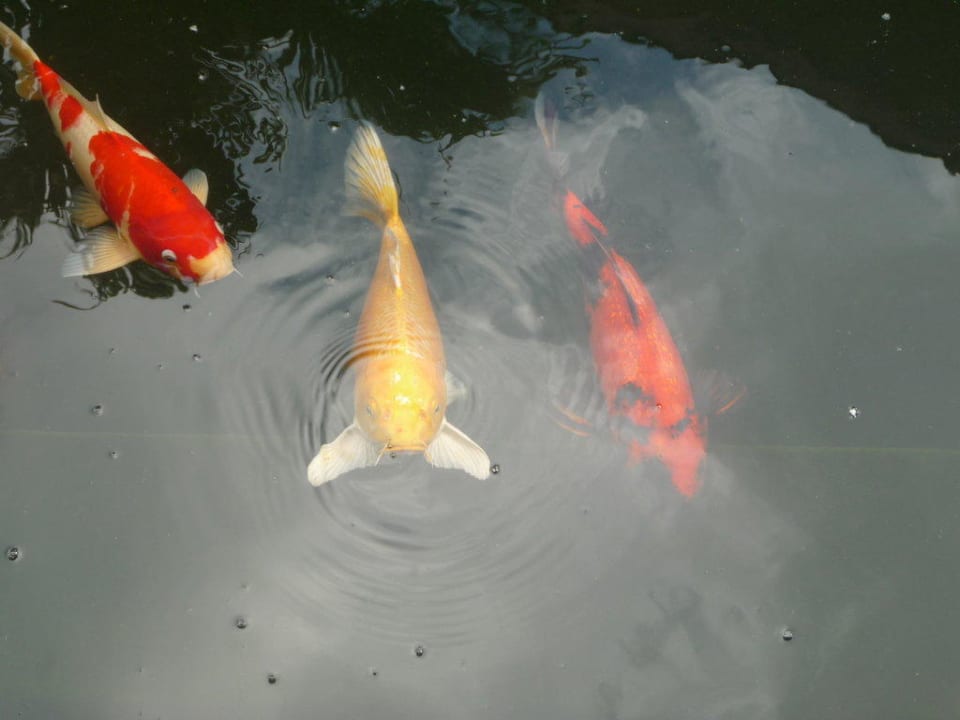 Koi-Karpfen Hotel Le Duc de Praslin