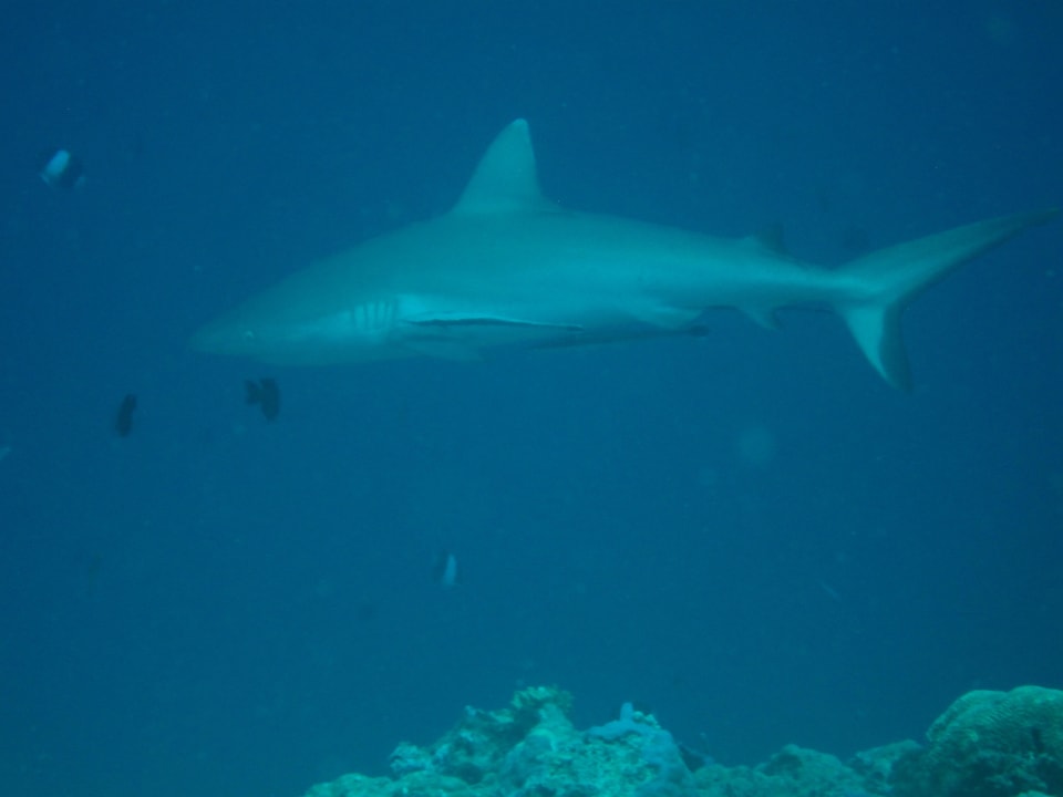 Grauer Riffhai Vilamendhoo Island Resort & Spa