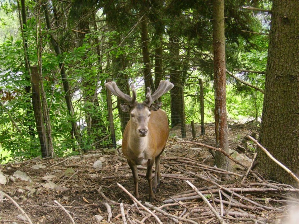 Hirsch im hoteleigenen Hirschgehege Hotel Panorama