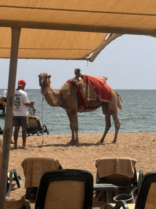 Strand Sherwood Exclusive Lara