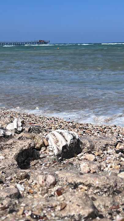Strand Pickalbatros Palace Hotel-Port Ghalib