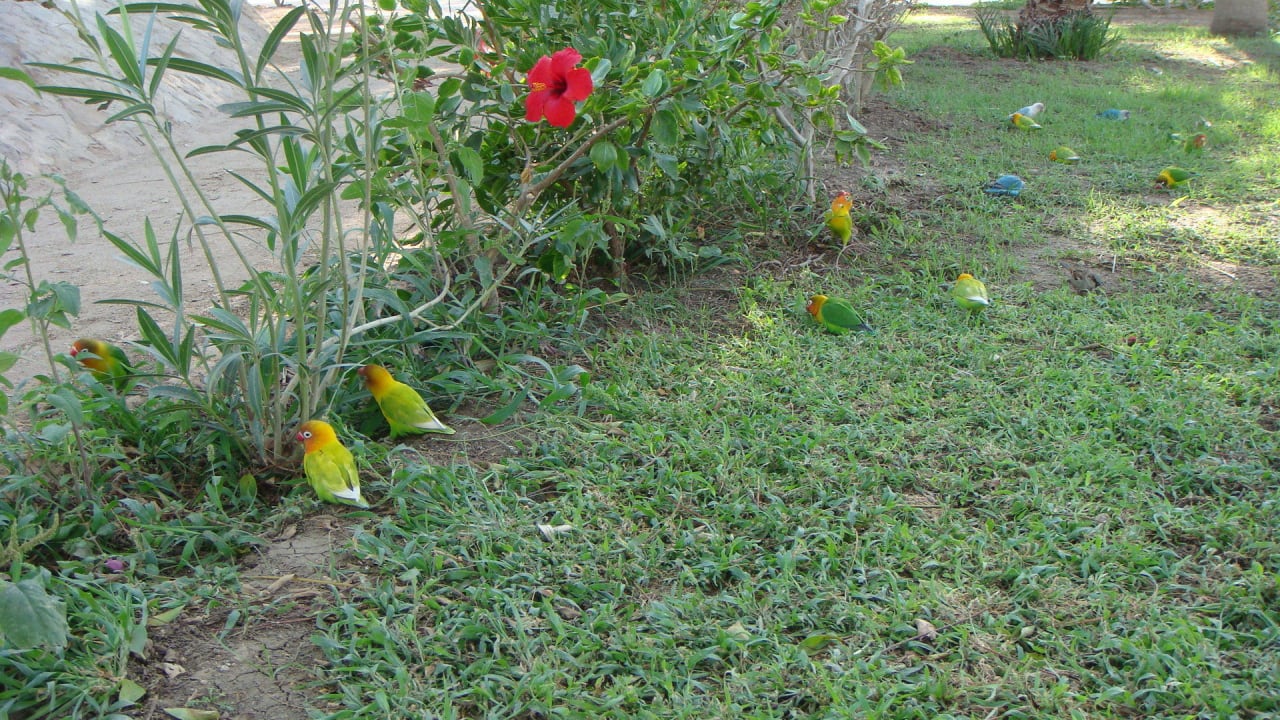 Schöne Vögel Giftun Azur Resort