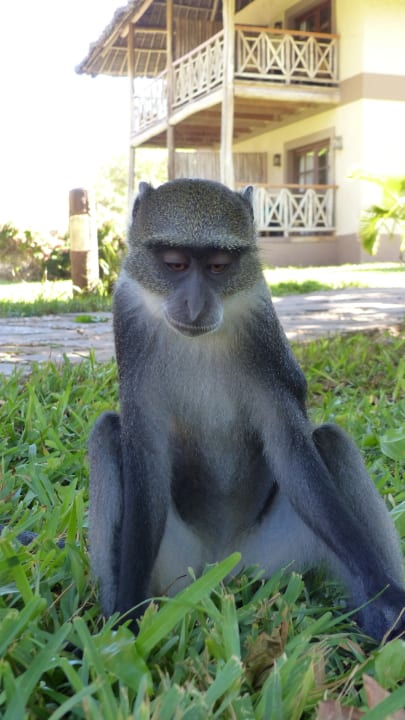 Gartenanlage Neptune Palm Beach Boutique Resort & Spa