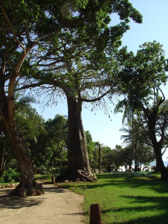 Einer der Baobab Bäume in der Anlage Baobab Beach Resort & Spa