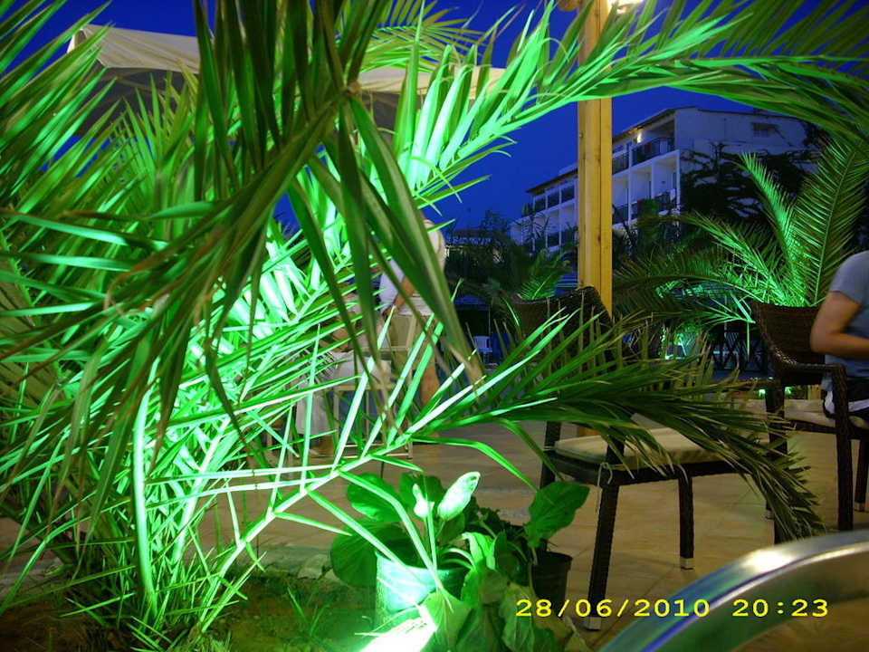 Angestrahlte Palmen Hotel Kathrin Beach