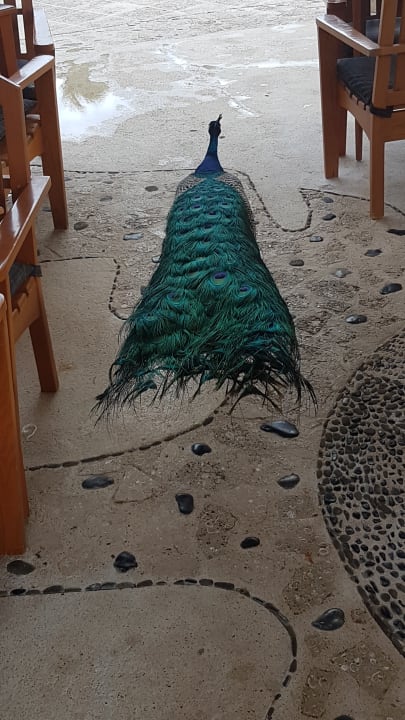 Gartenanlage Iberostar Waves Paraiso Beach