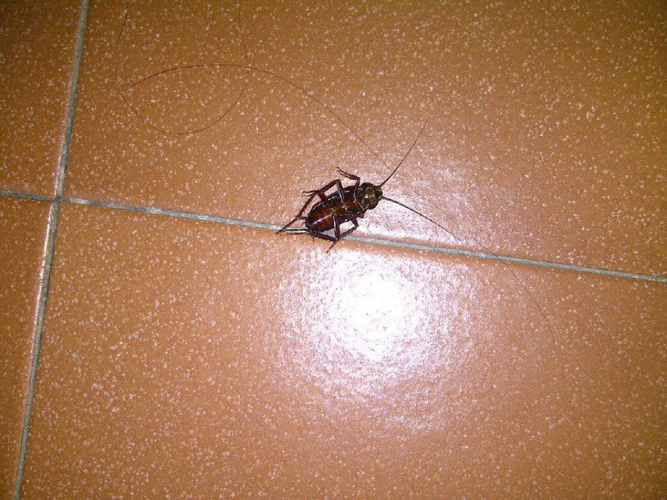 Mitbewohner die eher unerwünscht sind Sheraton Parco de' Medici Rome Hotel