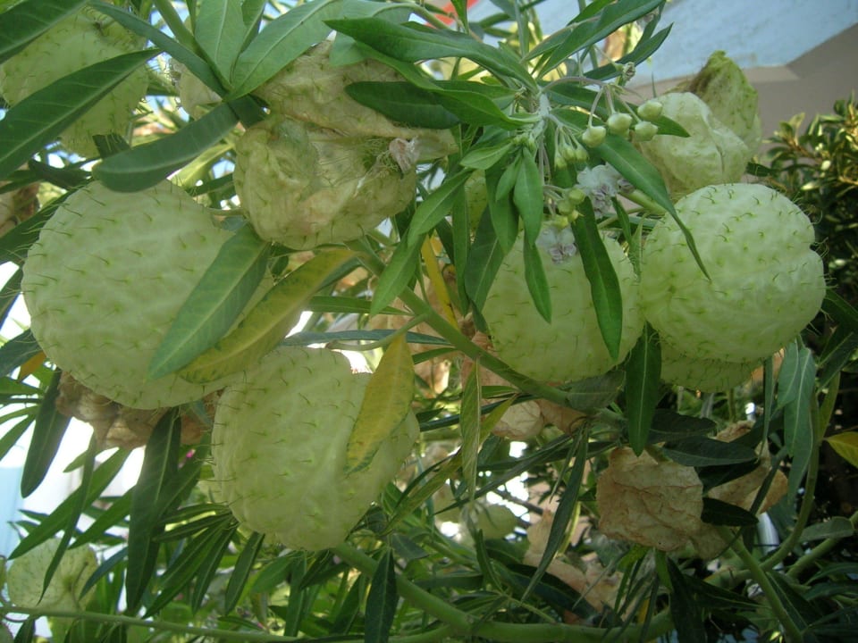 Rare plants Hotel Kathrin Beach