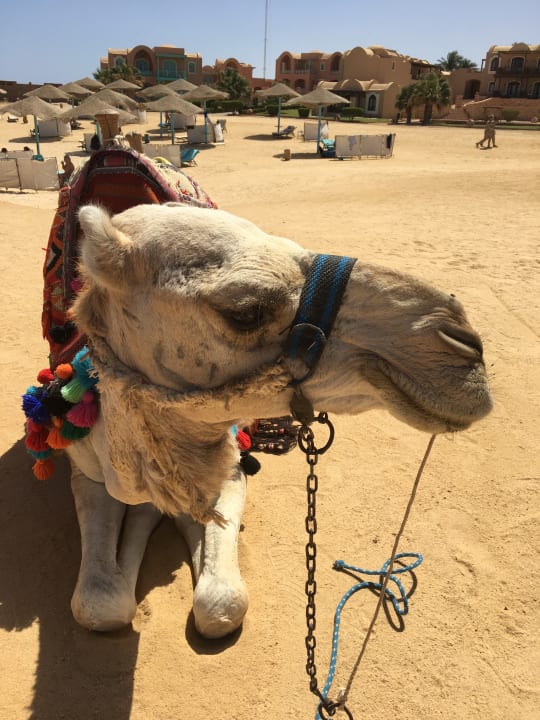 Strand Radisson Blu Resort, El Quseir