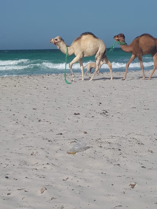Strand Djerba Aqua Resort