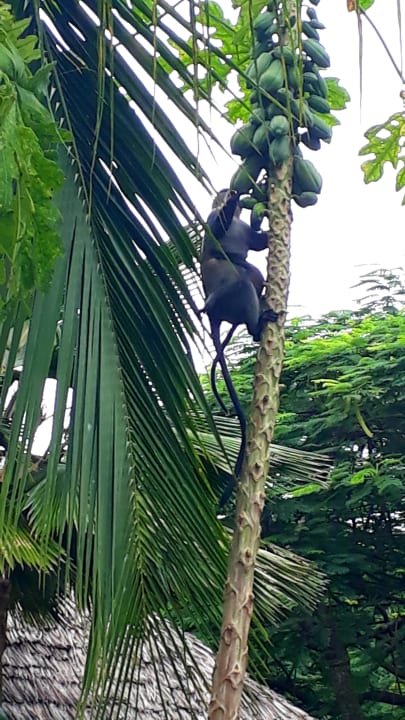 Gartenanlage Spice Island Hotel & Resort