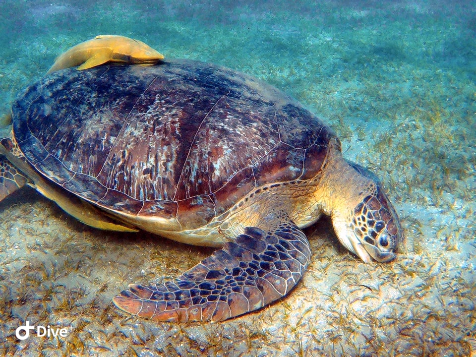 Strand Shams Alam Beach Resort