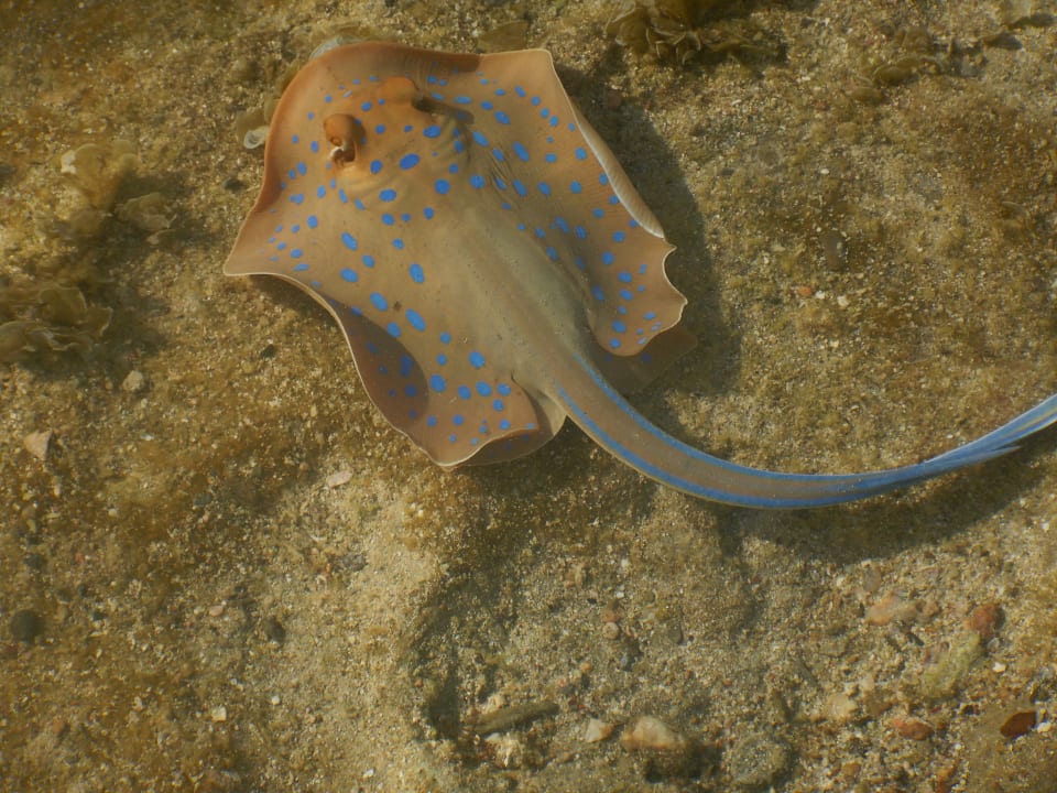 Sport & Freizeit Utopia Beach Club