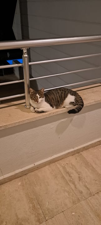 Sonstiges Side Star Elegance