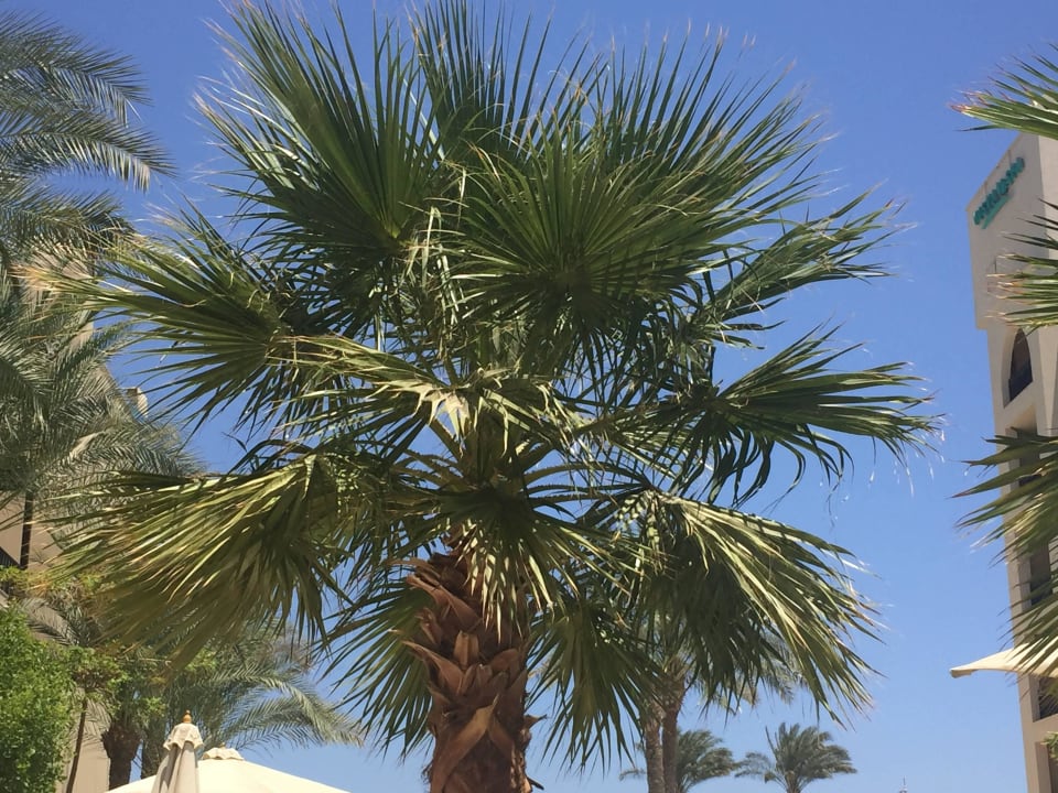 Poolaussicht Steigenberger Aqua Magic