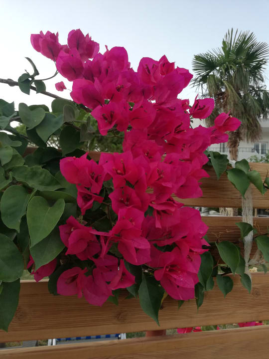 Gartenanlage allsun Hotel Carolina Mare